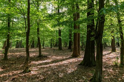 Forestry Mulching detail