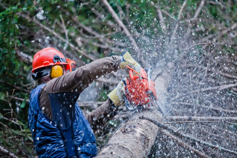 Local Forestry Mulching pros at work